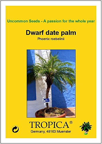 TROPICA - Palmera enana (Phoenix roebelinii) - 25 semillas- Palmeras