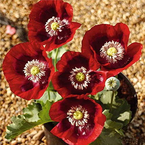 Venta caliente raras persa azul de amapola Papaver somniferum semillas de flores del jardín de DIY fácil de cultivar 200 partículas / lot