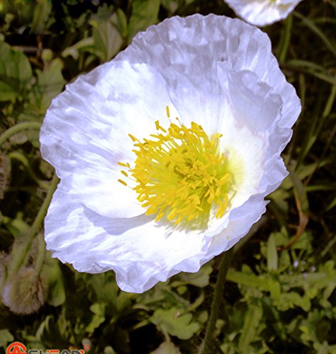 Venta caliente raras persa azul de amapola Papaver somniferum semillas de flores del jardín de DIY fácil de cultivar 200 partículas / lot