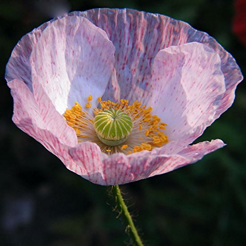 Venta caliente raras persa azul de amapola Papaver somniferum semillas de flores del jardín de DIY fácil de cultivar 200 partículas / lot