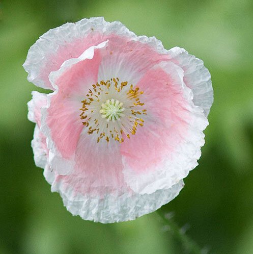 Venta caliente raras persa azul de amapola Papaver somniferum semillas de flores del jardín de DIY fácil de cultivar 200 partículas / lot