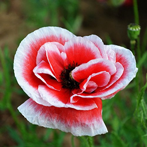 Venta caliente raras persa azul de amapola Papaver somniferum semillas de flores del jardín de DIY fácil de cultivar 200 partículas / lot