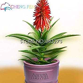 VISTARIC Multicolor: venta caliente en maceta BalcÃ³n Rojo Blanco flor de la amapola Semilla de plantas Hermosa Bonsai Inicio JardÃ­n 200 partÃ­culas/Lote