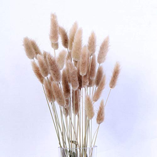 VOSAREA 15 unids Flores Secas Hierba Seca Pennisetum Conejo Cola Heno Conejito Cola Plantas Naturales Decorativas Flores Secas Pastoral Decoración para el hogar