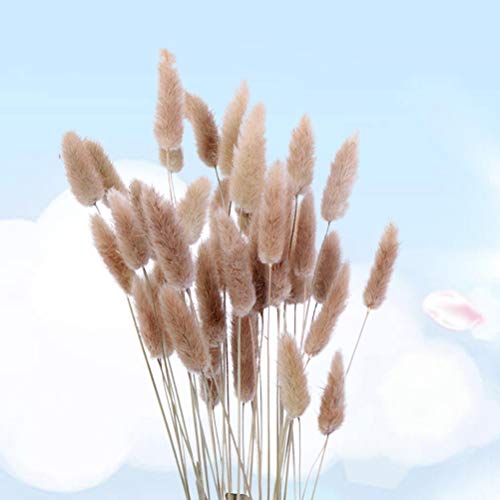 VOSAREA 15 unids Flores Secas Hierba Seca Pennisetum Conejo Cola Heno Conejito Cola Plantas Naturales Decorativas Flores Secas Pastoral Decoración para el hogar