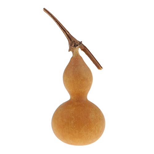 B Baosity Mini Calabaza Seca Natural Preparado Profesionalmente para Uso por Floristas y Fabricantes de Artesanía