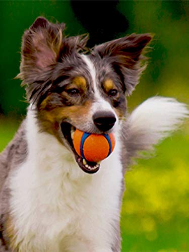 Chuckit! 170401 Ultra Ball Pelota para Perros Compatible con el Lanzador, XL