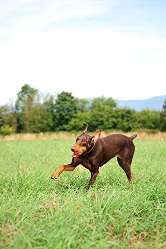 Chuckit! 170401 Ultra Ball Pelota para Perros Compatible con el Lanzador, XL