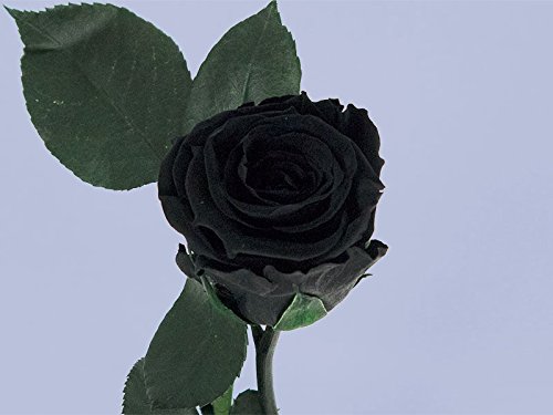 Floréate Rosa eterna preservada Negra de 25 cm