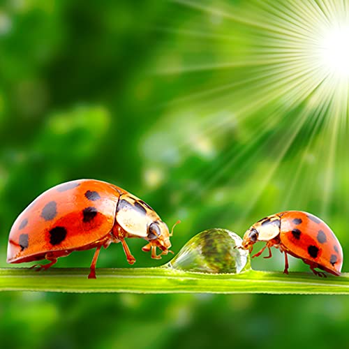 Ladybug Live Wallpapers