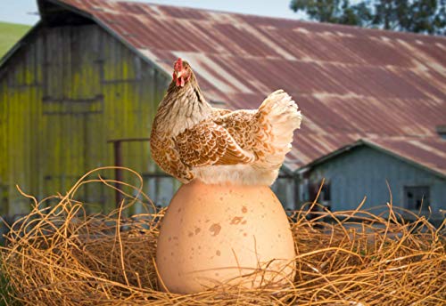 LIZELUO Rompecabezas De Madera para Niños 500 Piezas Gallina Empolladora Personalizacion Inicio Decoracion Regalo 52X38cm