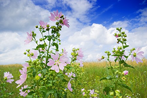 Malva Común Hoja (Malva L - Malvae Silvestris Folium) 100g / Common Mallow Leaf - Health Embassy - 100% Natural