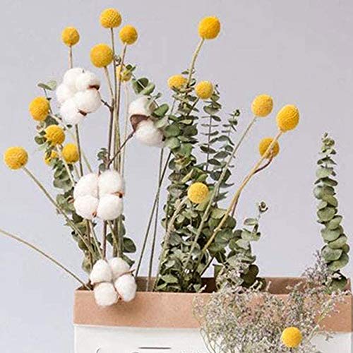 Noblik Manojo de Ramo de Bolas Amarillas de Flores Secas Naturales, Manojo Real de Plantas Secas ReciéN Cosechadas, DecoracióN para El Hogar ArtesaníA