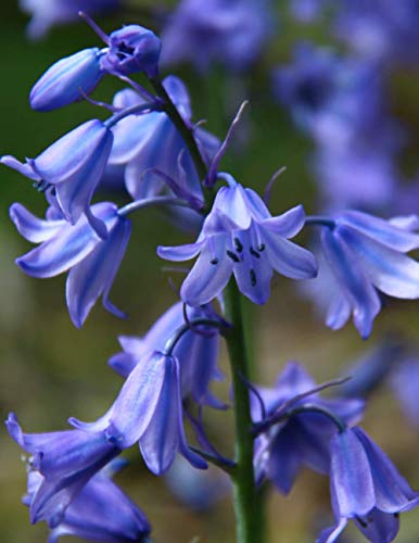 Notebook: bellflowers blue plant flower garden bell flowers bells planting gardening floral flora botany botanist