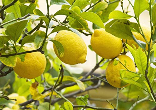 Organic Lemon Fruit Tree 20 semillas para plantar en interior/exterior (Yellow Lemon Seeds)