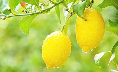 Organic Lemon Fruit Tree 20 semillas para plantar en interior/exterior (Yellow Lemon Seeds)
