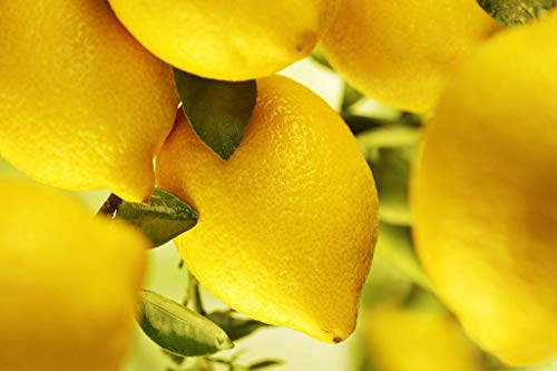 Organic Lemon Fruit Tree 20 semillas para plantar en interior/exterior (Yellow Lemon Seeds)