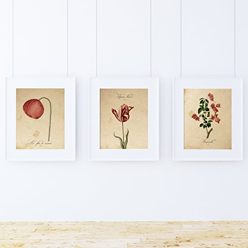 Pack de láminas Red One. Tres láminas tamaño A4. Posters con imágenes de botánica. Decoración de hogar. Láminas para enmarcar. Papel 250 Gramos