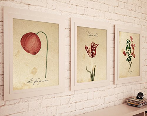 Pack de láminas Red One. Tres láminas tamaño A4. Posters con imágenes de botánica. Decoración de hogar. Láminas para enmarcar. Papel 250 Gramos