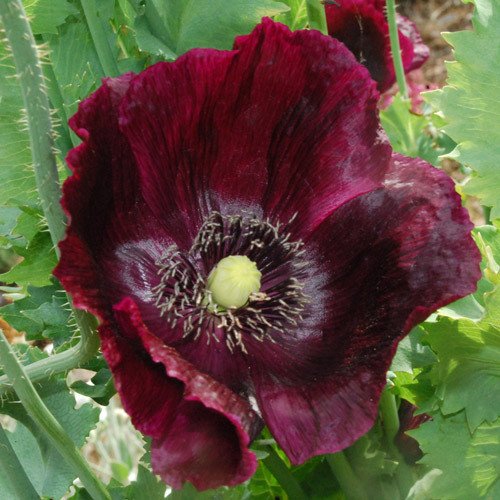 Plant World Seeds - Papaver Somniferum 'Midnight' Seeds