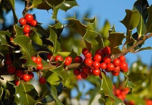 Risala Ilex AQUIFOLIUM - Arbusto de acebo común (25 semillas)