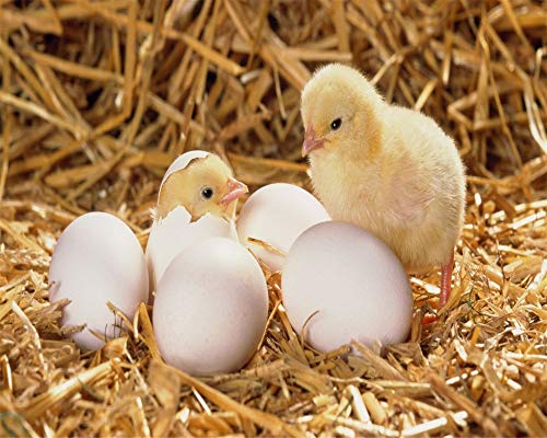 Rompecabezas Para Adultos 1000 Piezas 3D Huevo De Gallina Empollada De Madera Montaje Personalizado