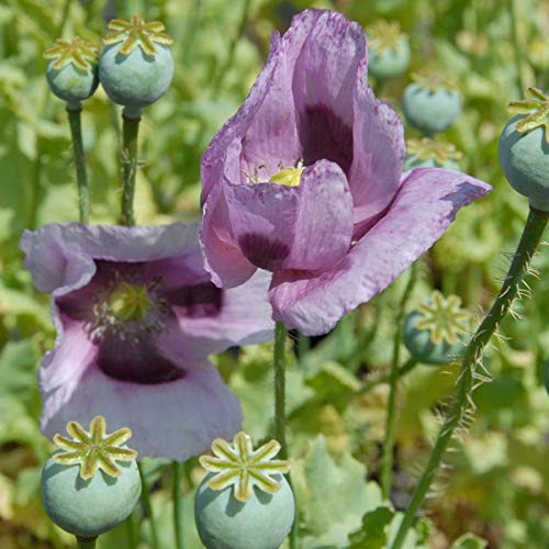 Semillas de Papaver Somniferum 200 Semillas de Flor Natural