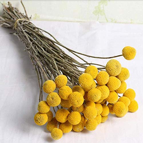 SODIAL Manojo de Ramo de Bolas Amarillas de Flores Secas Naturales, Manojo Real de Plantas Secas ReciéN Cosechadas, DecoracióN para El Hogar ArtesaníA