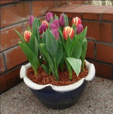 Todos los tipos de bulbos de tulipanes hermosas flores de jardín son adecuados para las plantas en maceta (no es una semilla de tulipán) 2PC 2 bulbos