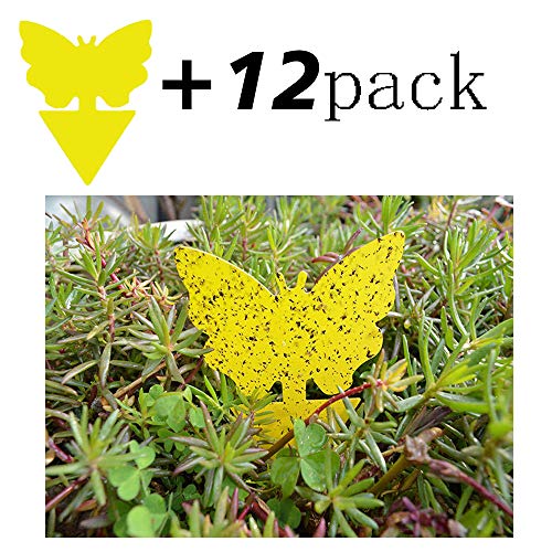 TUXUNQING 44 Piezas Fly Catcher, Trampa para Moscas, Trampa para Moscas de la Fruta, Pegatinas de Moscas de Papel, trampas Adhesivas de Doble Cara, trampas para Insectos Adhesivas.